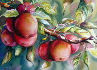 Wilsonia Apples