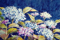 Blue Hydrangea